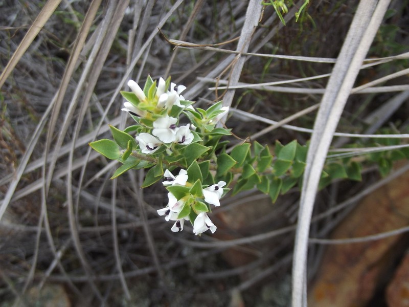 Amphithalea micrantha photo 3