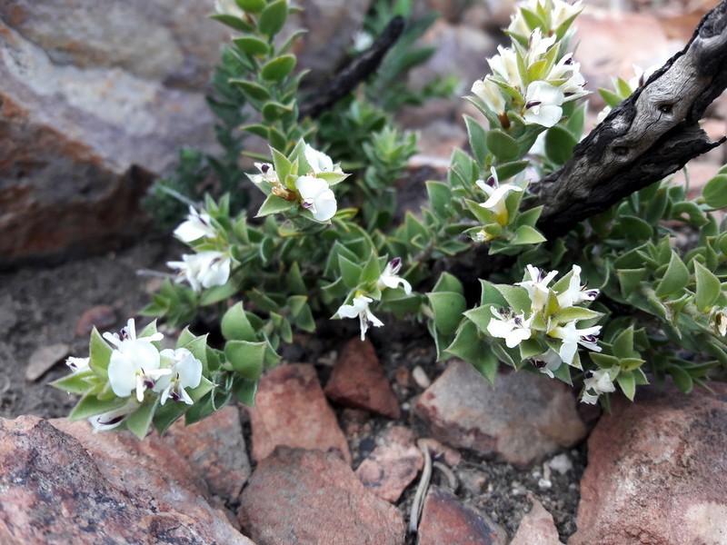 Amphithalea micrantha photo 4
