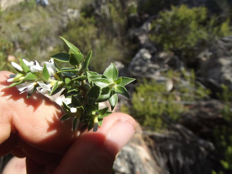 Amphithalea micrantha photo 5