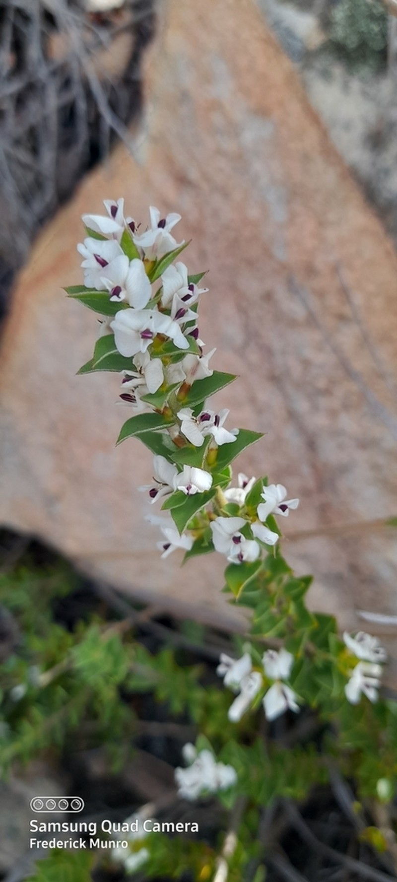 Amphithalea micrantha photo 6
