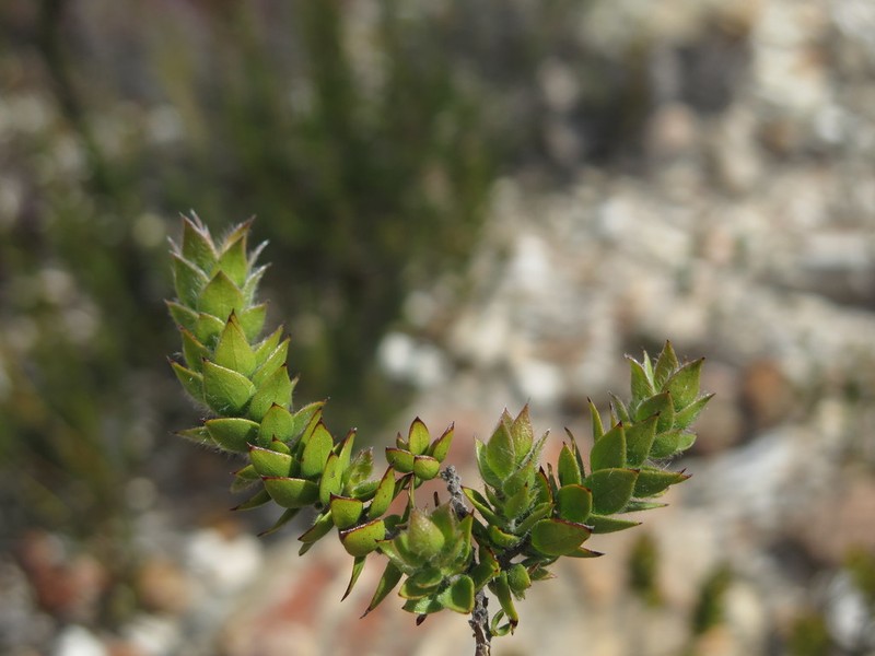 Amphithalea micrantha photo 7