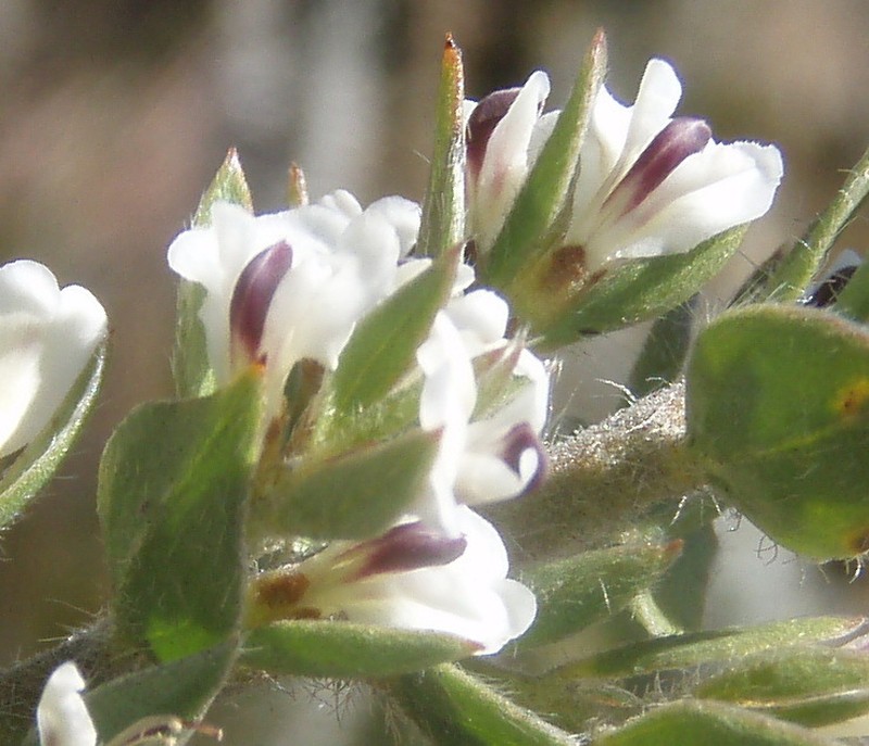 Amphithalea micrantha photo 8