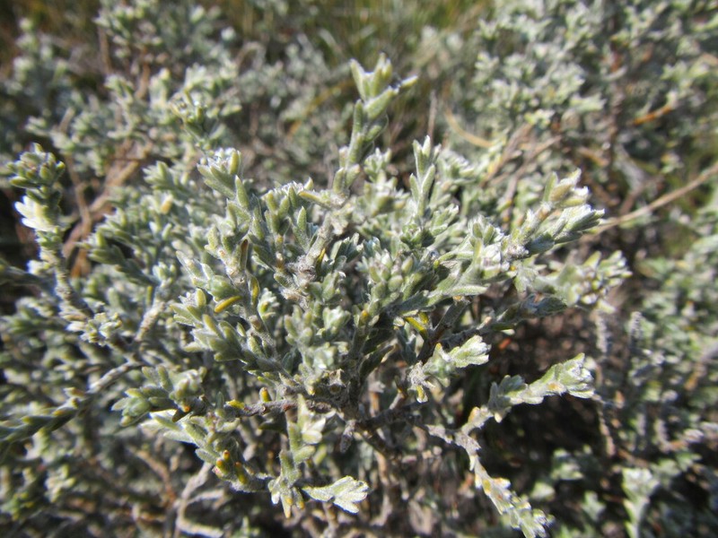 Amphithalea monticola