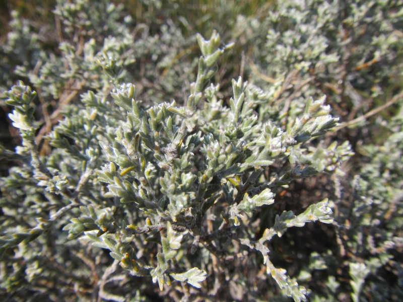 Amphithalea monticola photo 3