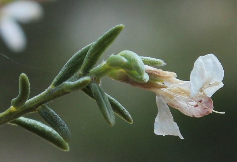 Amphithalea muirii