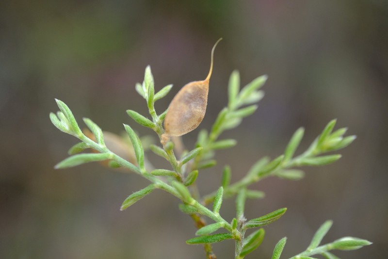 Amphithalea muirii photo 2