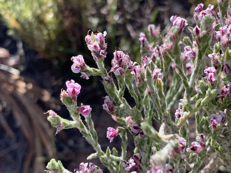 Amphithalea muraltioides