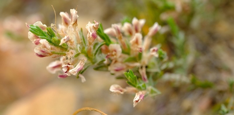 Amphithalea muraltioides photo 2