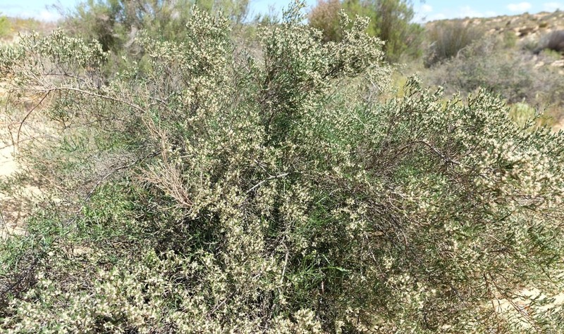 Amphithalea muraltioides photo 3