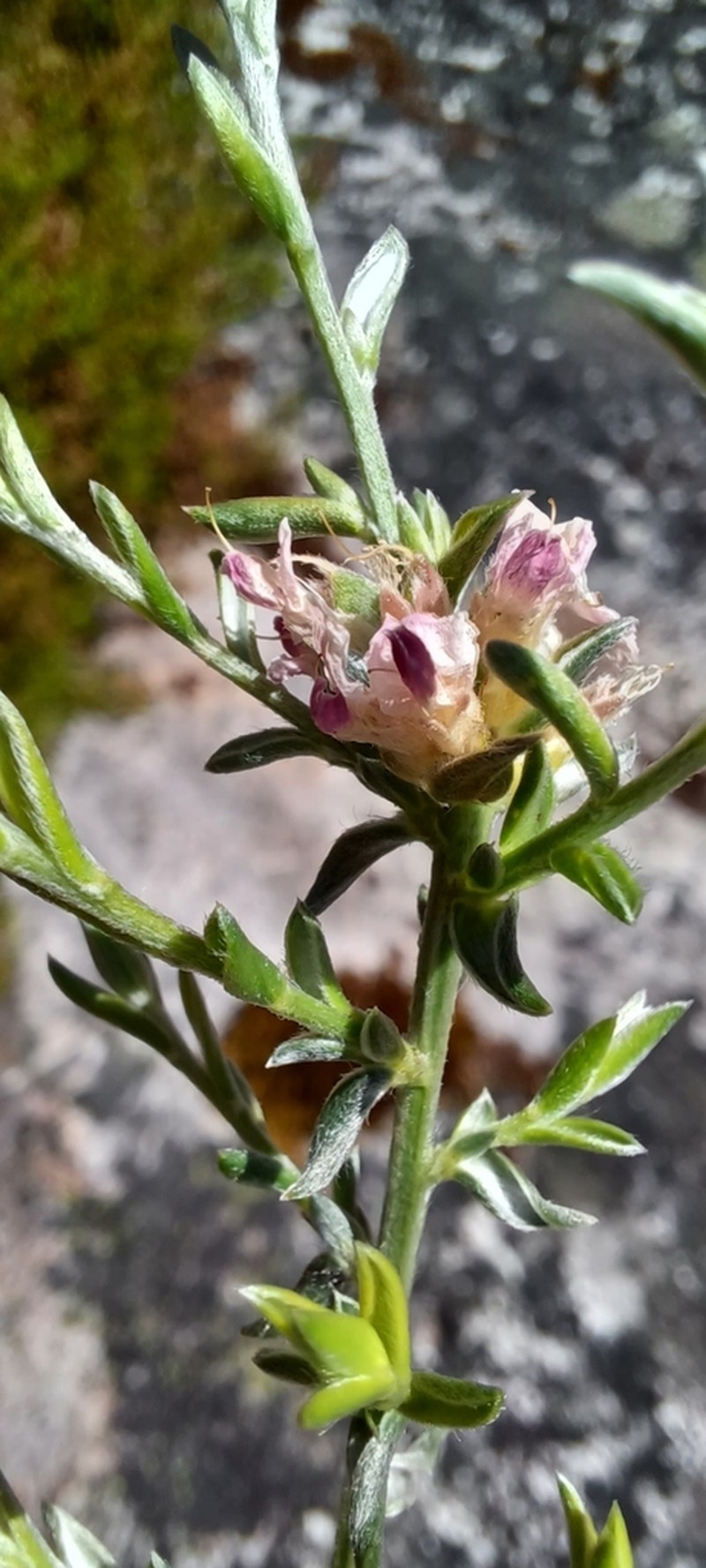Amphithalea muraltioides photo 4