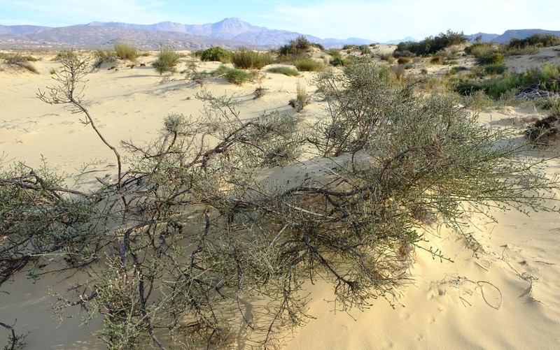 Amphithalea muraltioides photo 7