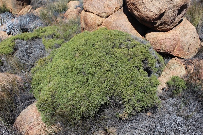 Amphithalea obtusiloba