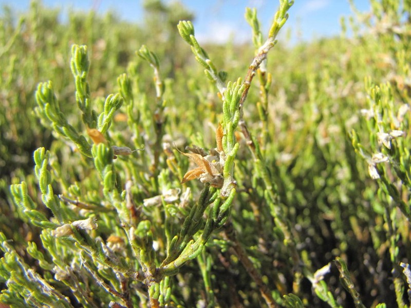 Amphithalea obtusiloba photo 2