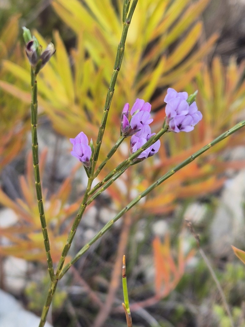 Amphithalea oppositifolia photo 2