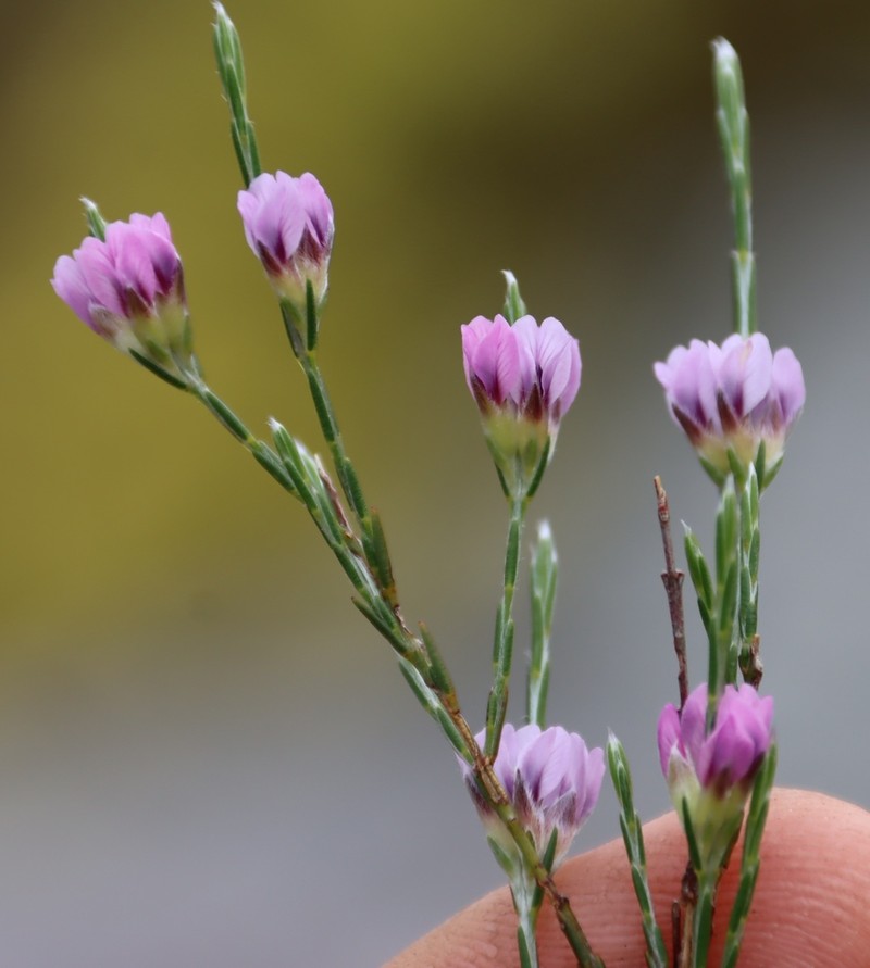 Amphithalea oppositifolia photo 4