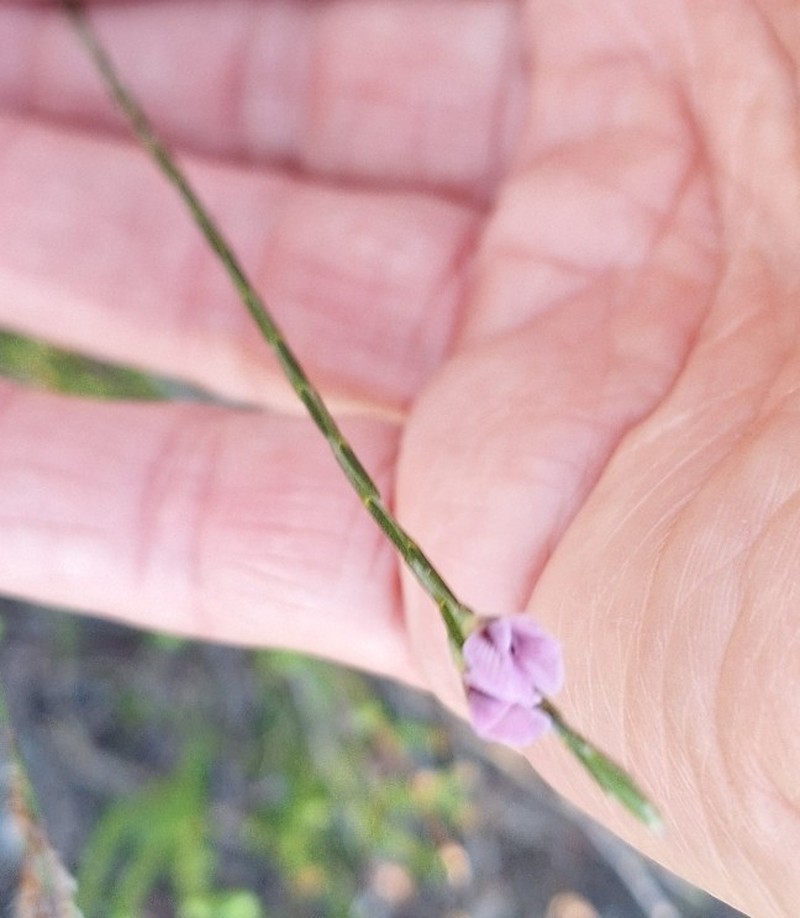 Amphithalea oppositifolia photo 6