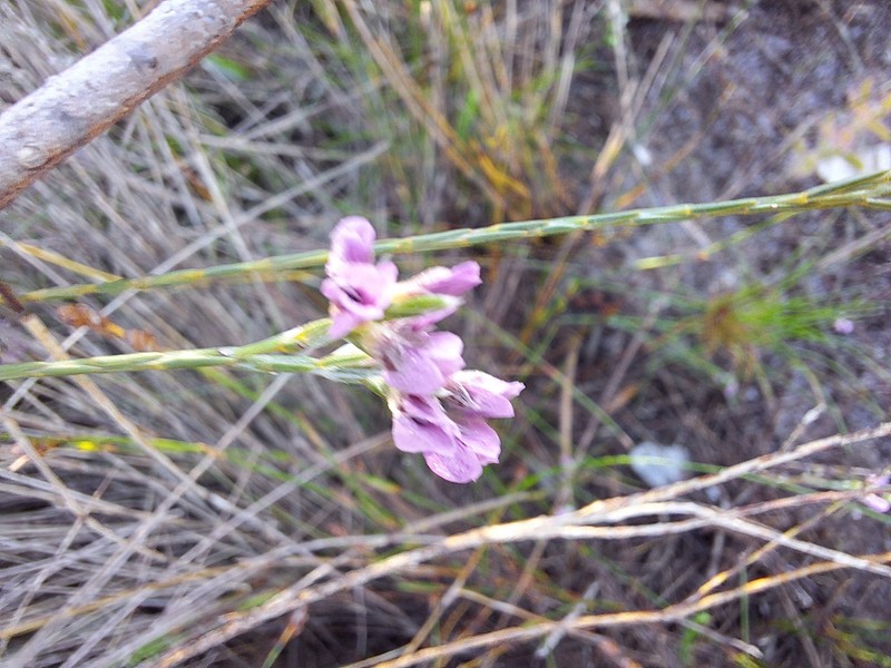 Amphithalea oppositifolia photo 8