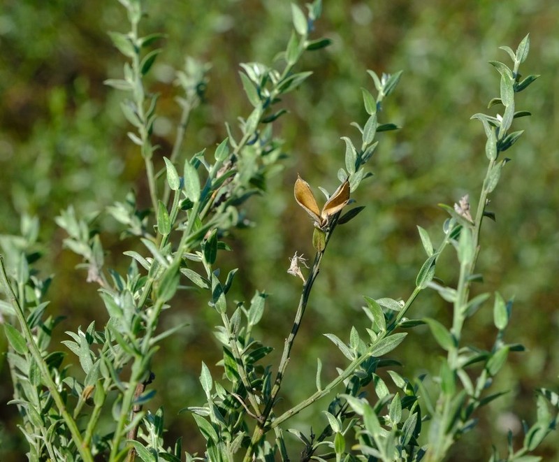 Amphithalea pageae