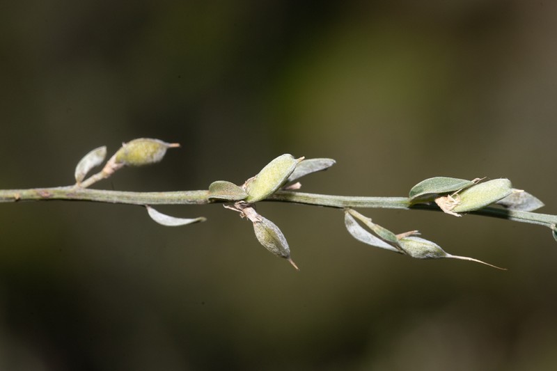 Amphithalea pageae photo 2