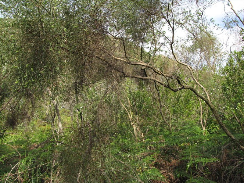 Amphithalea pageae photo 3