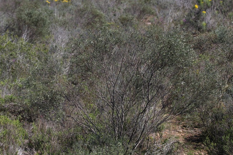 Amphithalea pageae photo 5