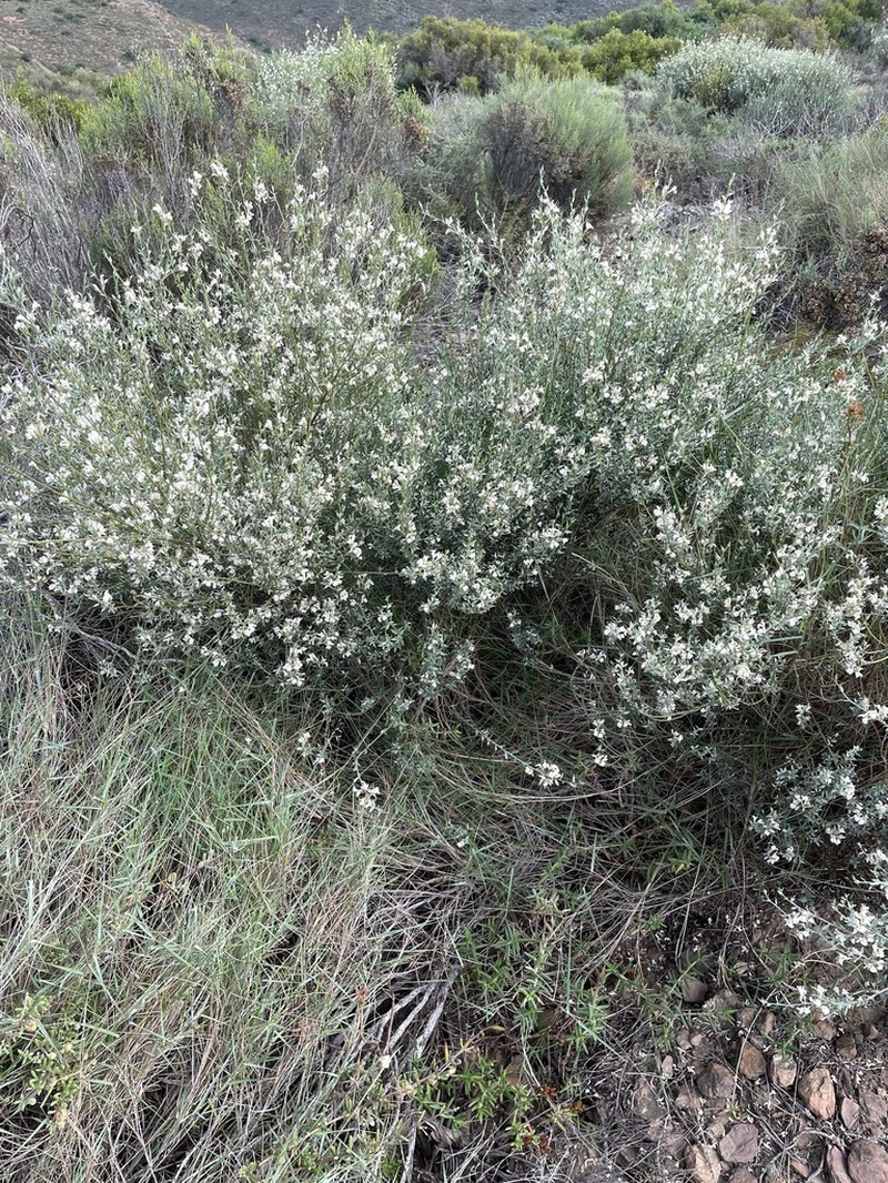 Amphithalea pageae photo 6