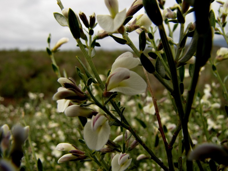 Amphithalea pageae photo 7