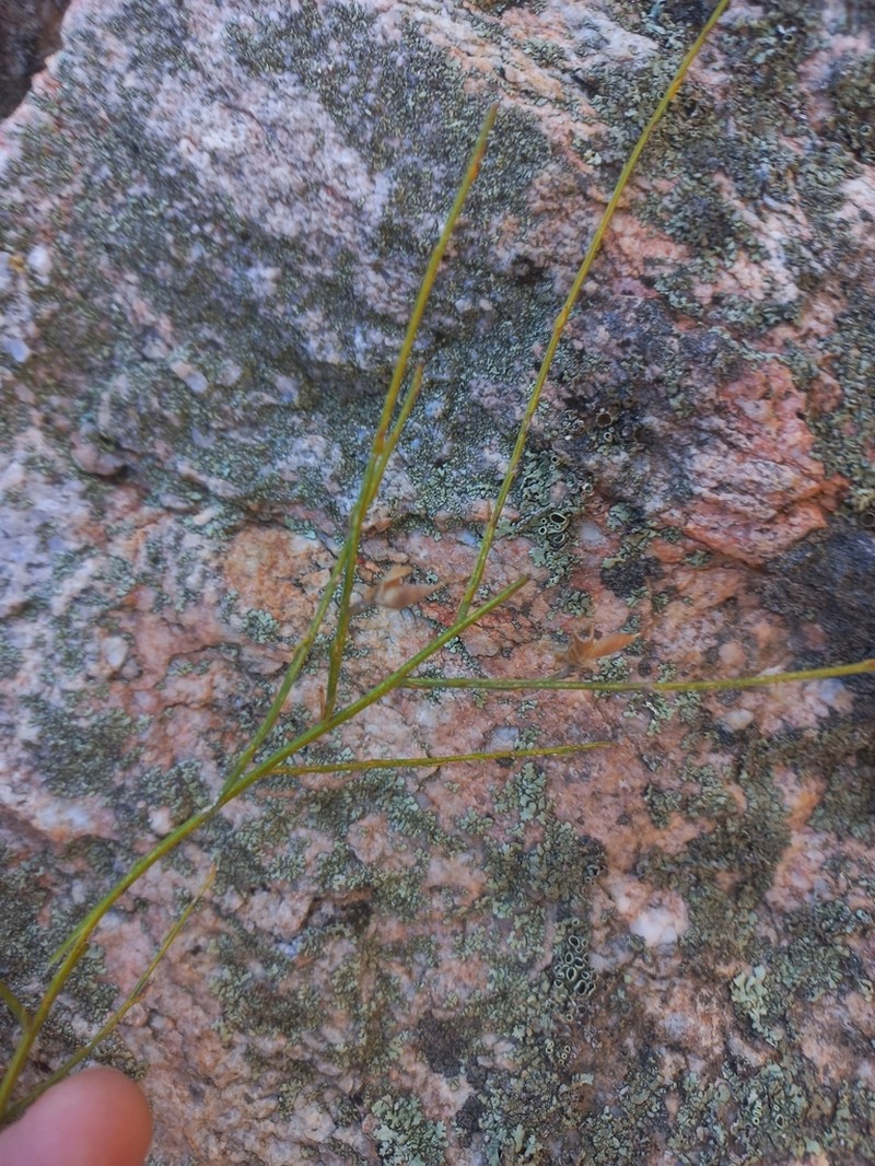 Amphithalea pageae photo 8