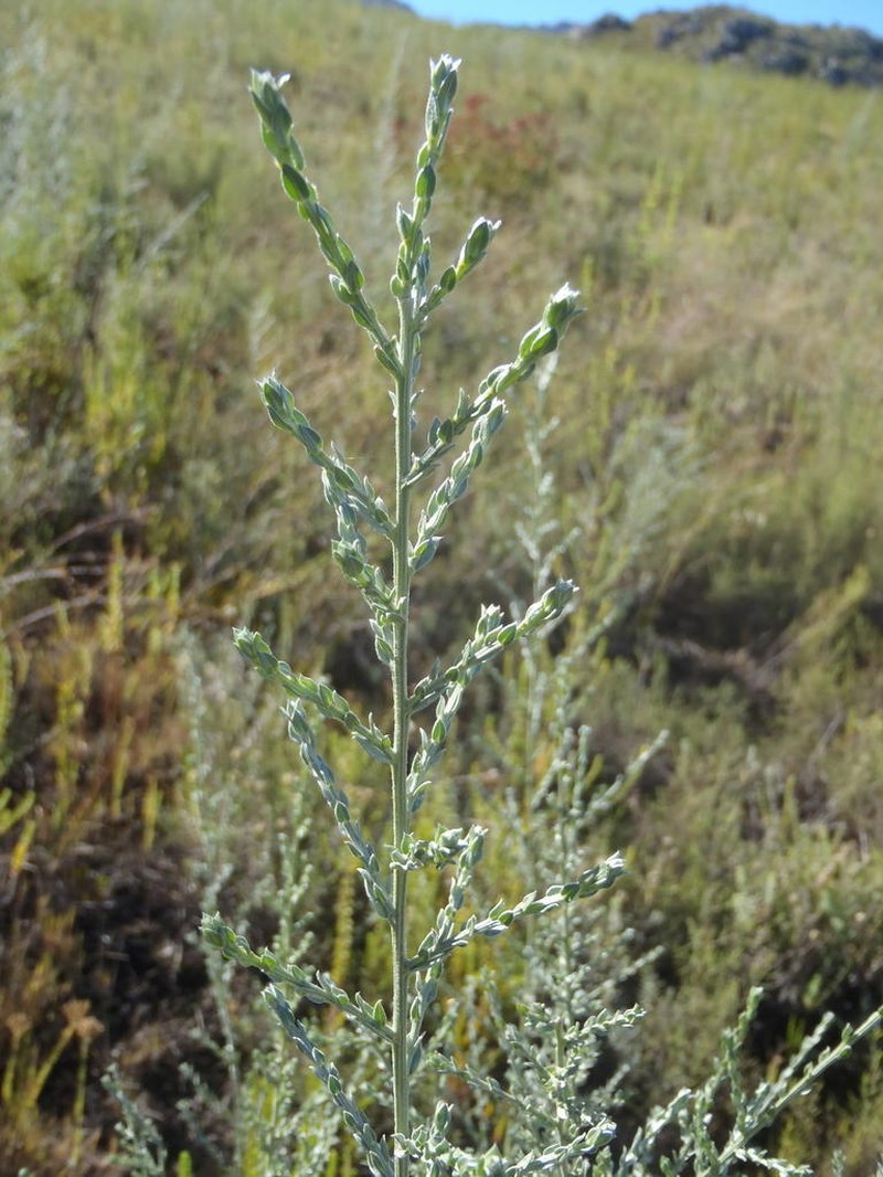 Amphithalea parvifolia