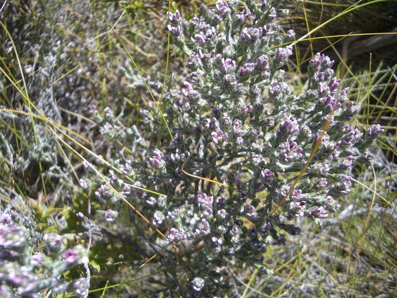 Amphithalea parvifolia photo 2