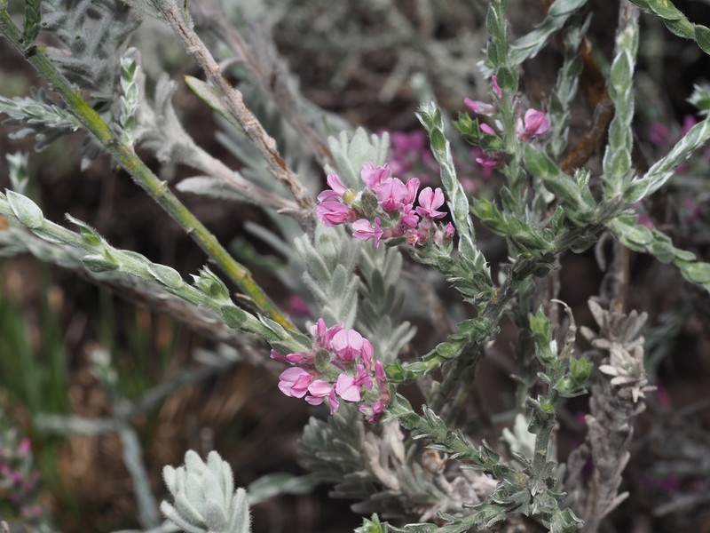 Amphithalea parvifolia photo 3