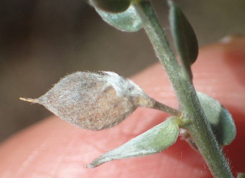 Amphithalea parvifolia photo 4