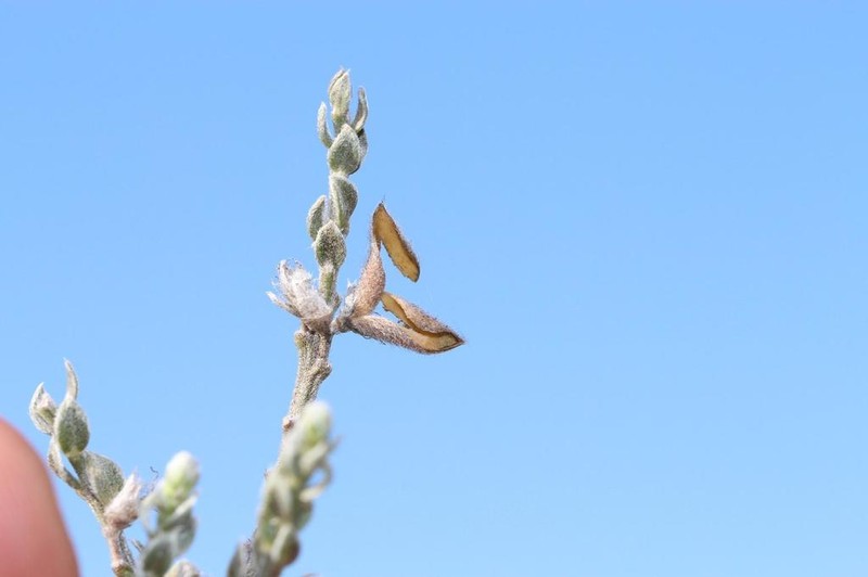 Amphithalea parvifolia photo 5