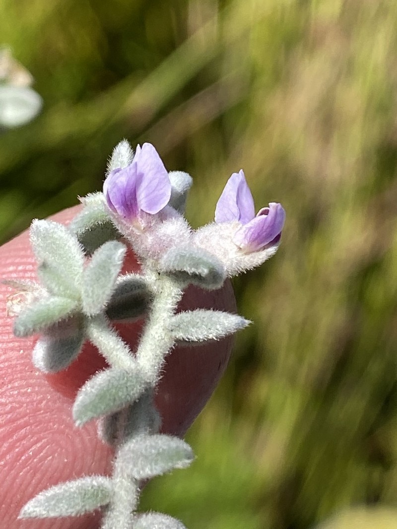 Amphithalea phylicoides