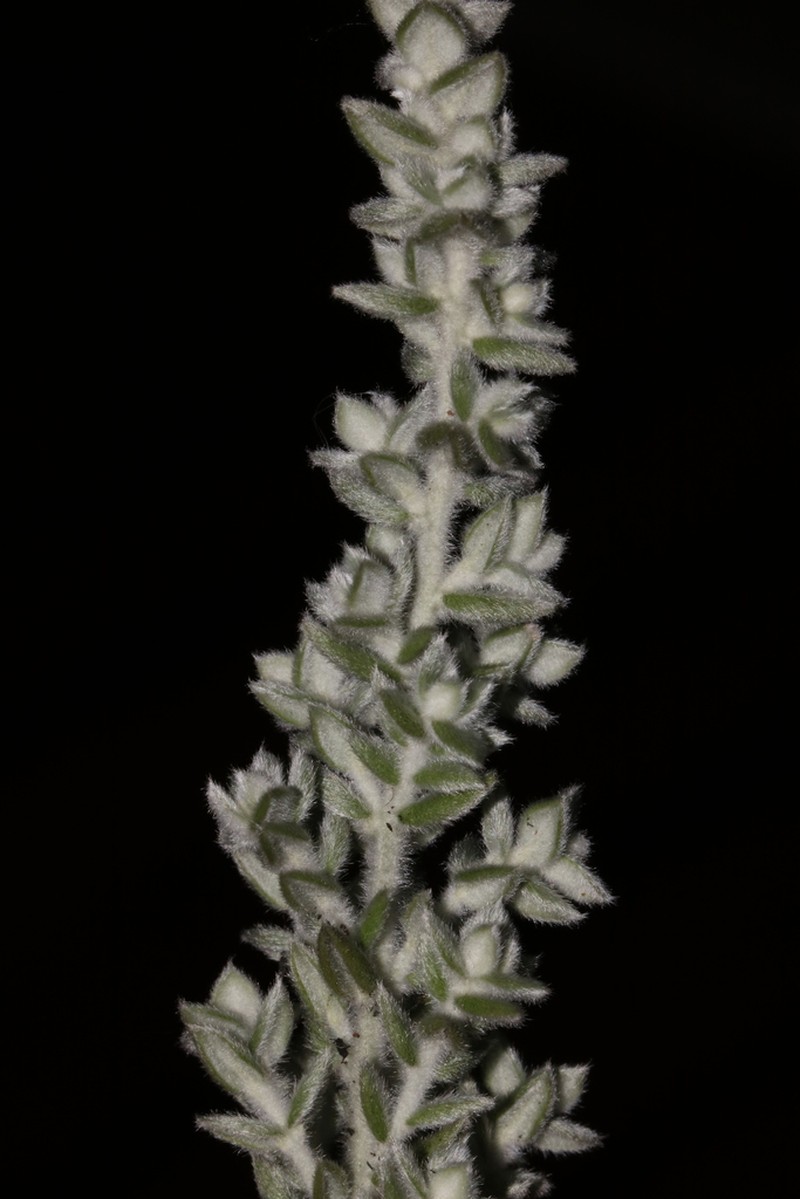 Amphithalea phylicoides photo 2
