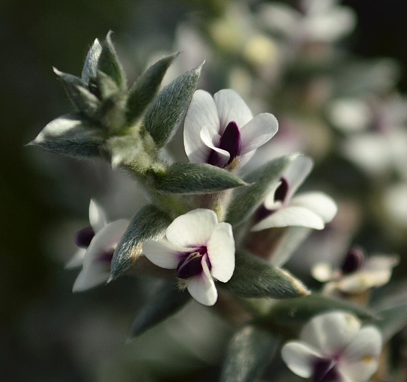 Amphithalea phylicoides photo 4