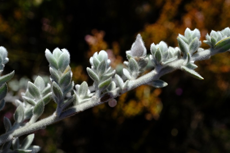 Amphithalea phylicoides photo 5