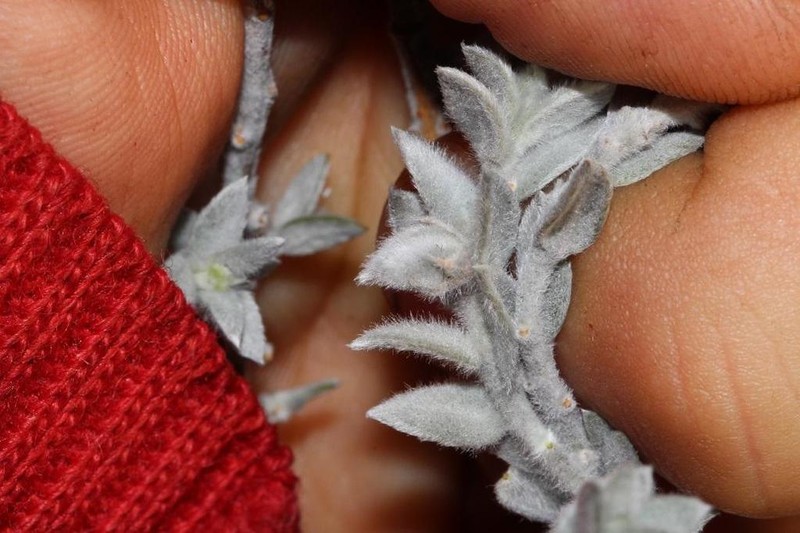 Amphithalea phylicoides photo 6