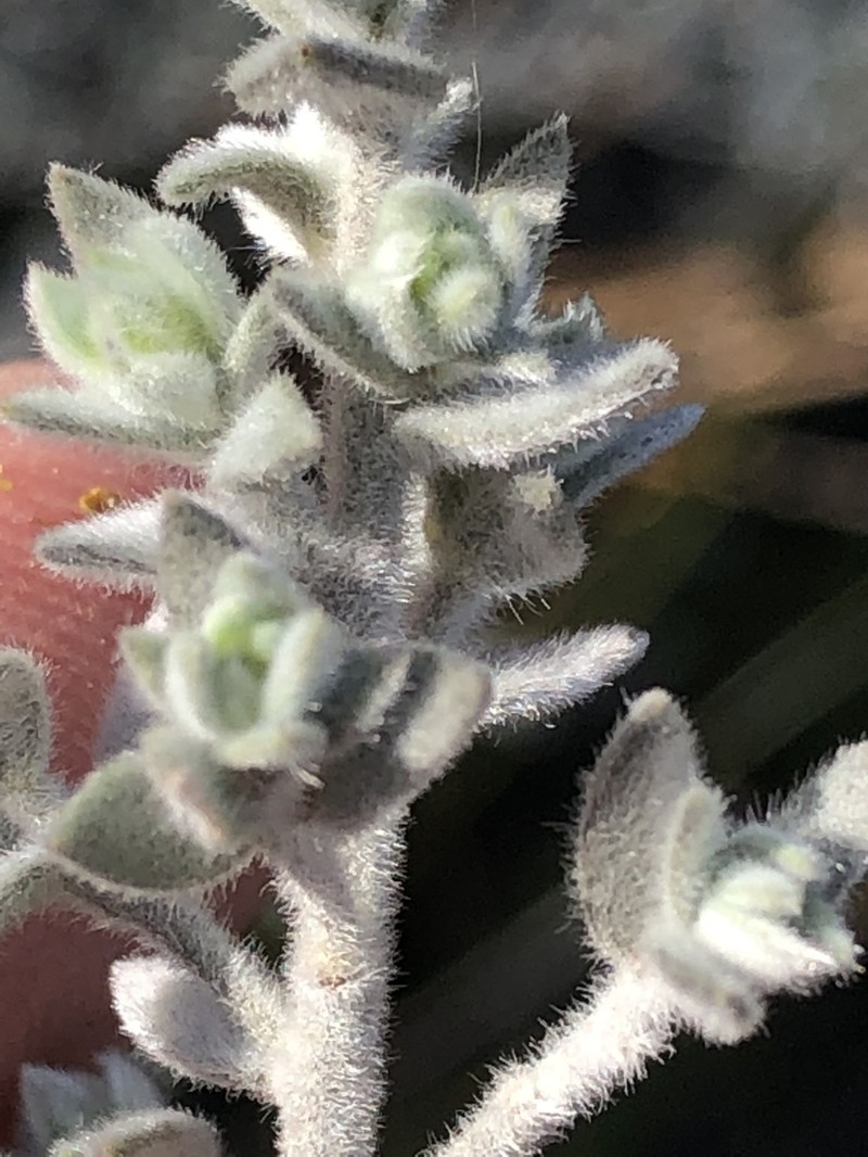 Amphithalea phylicoides photo 7