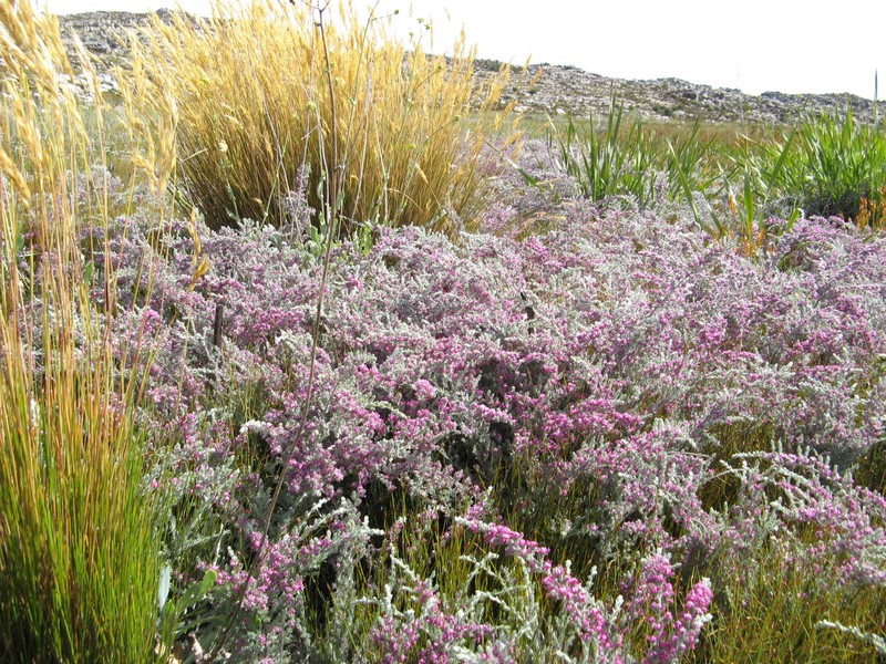 Amphithalea purpurea photo 2