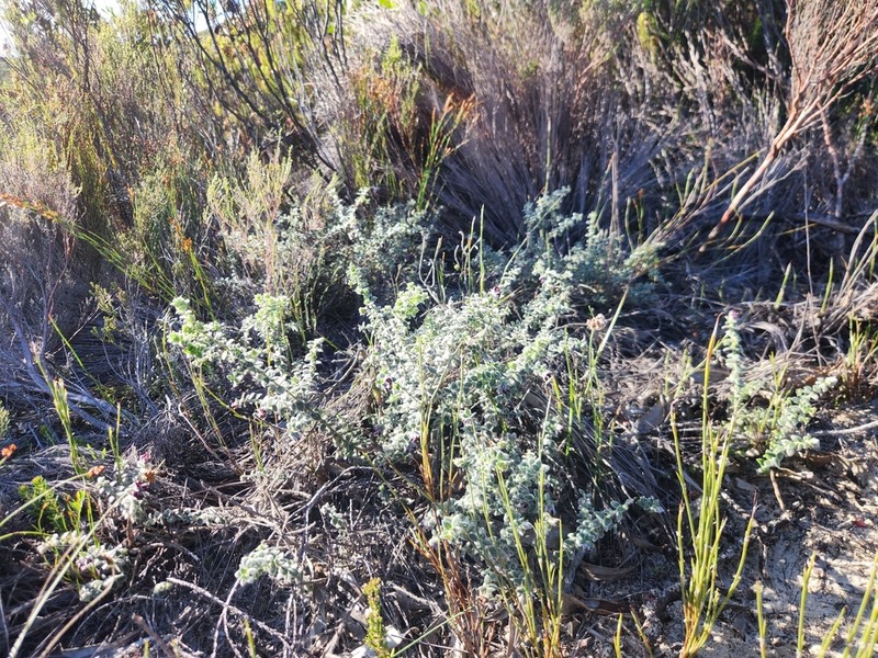 Amphithalea rostrata photo 2