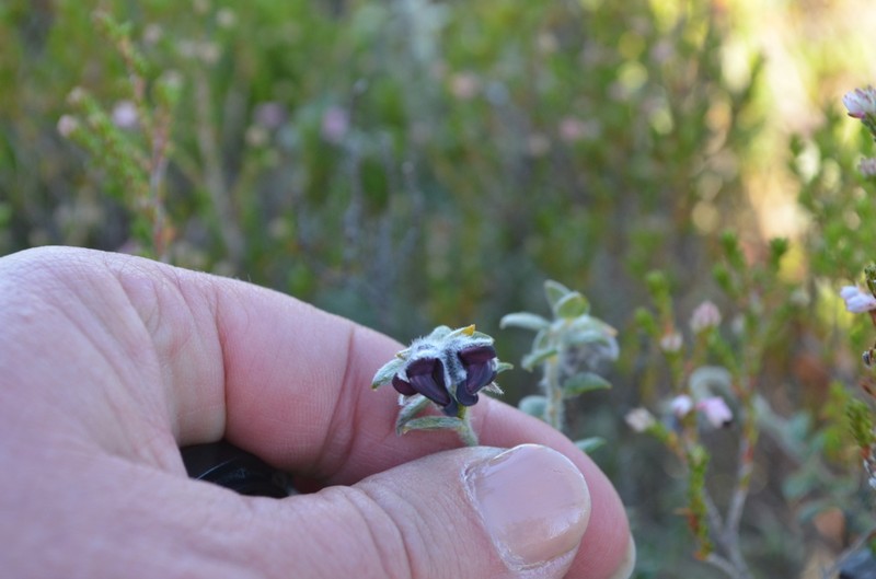 Amphithalea rostrata photo 5