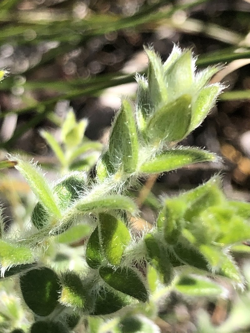 Amphithalea rostrata photo 6