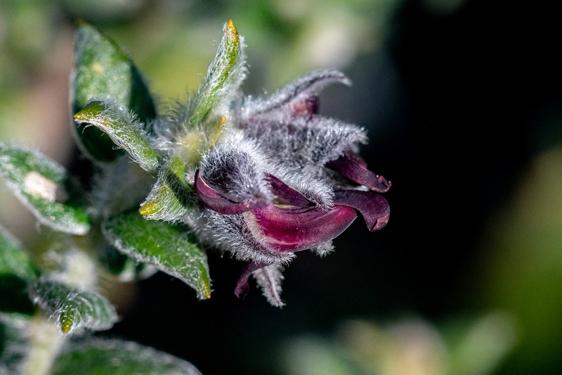 Amphithalea rostrata photo 7