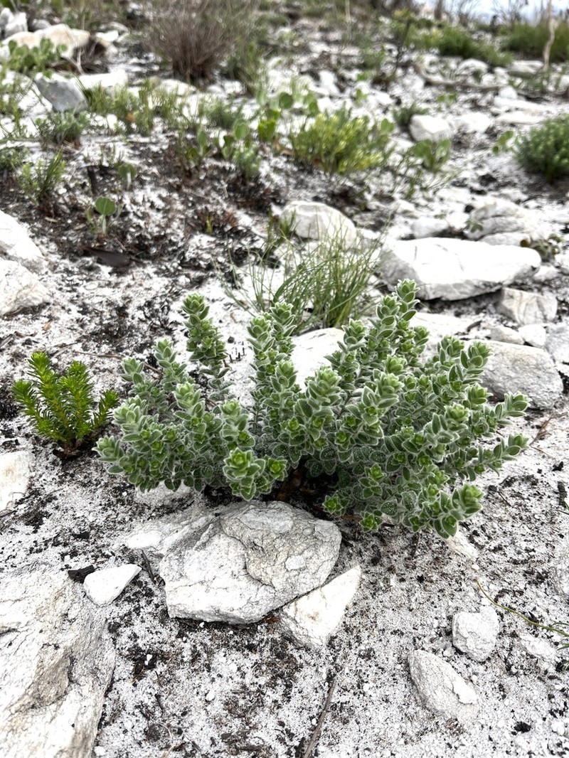Amphithalea rostrata photo 8