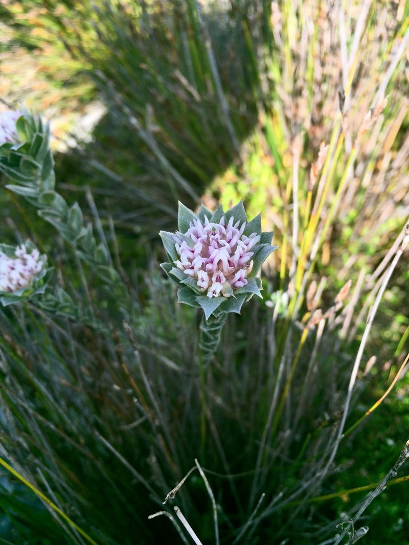 Amphithalea sericea