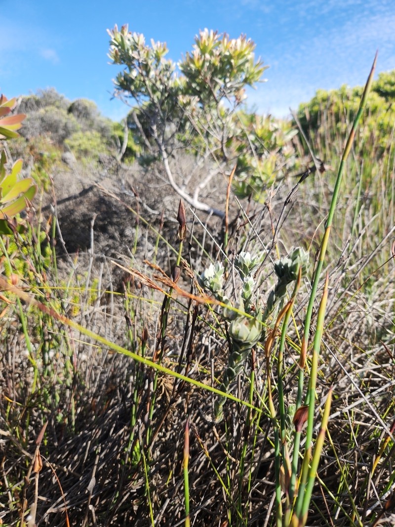 Amphithalea sericea photo 2