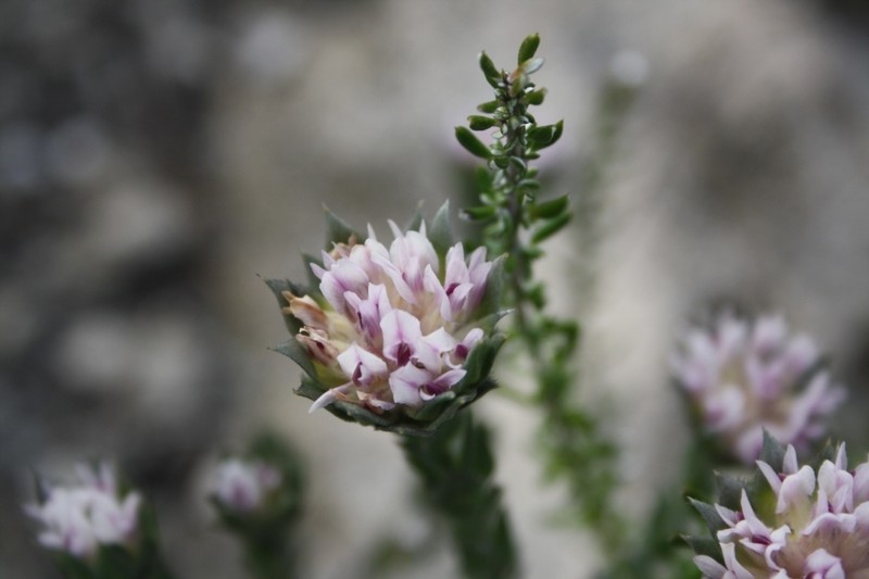 Amphithalea sericea photo 4