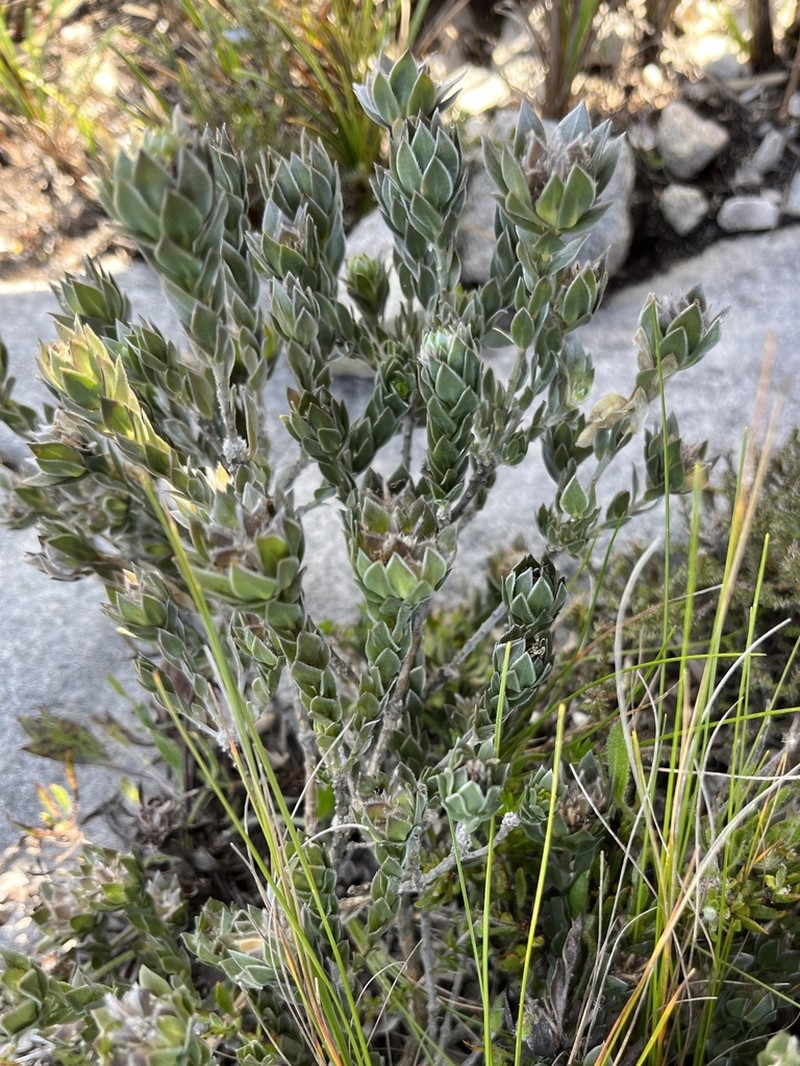 Amphithalea sericea photo 5
