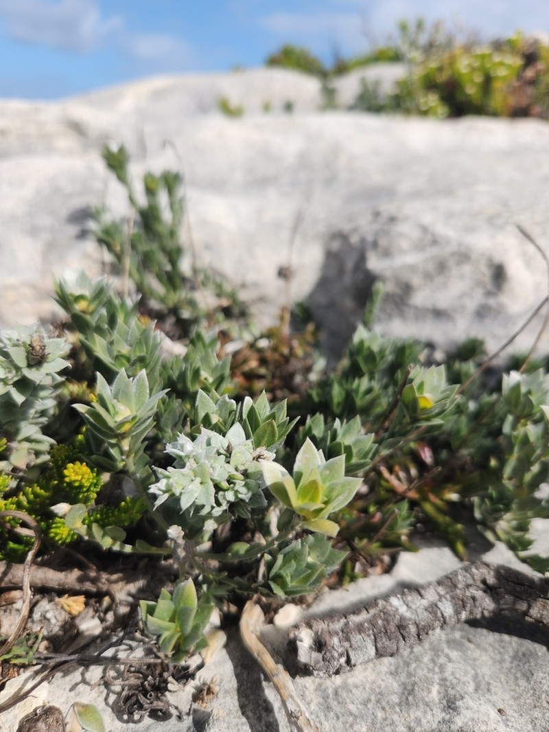 Amphithalea sericea photo 6
